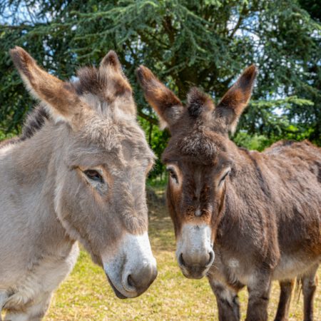 Alpaka-Esel-Erlebnis auch immer gerne auf Anfrage nach persönlicher Absprache