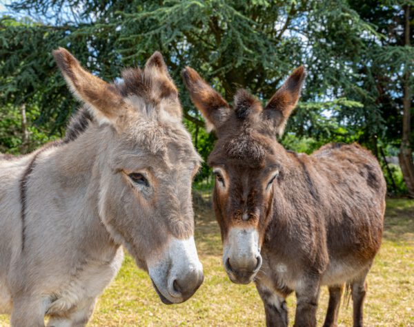 Alpaka-Esel-Erlebnis auch immer gerne auf Anfrage nach persönlicher Absprache