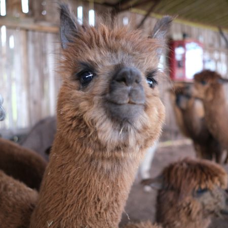 Alpaka-WinterPunsch-Wanderung  07.03.2026 10:30