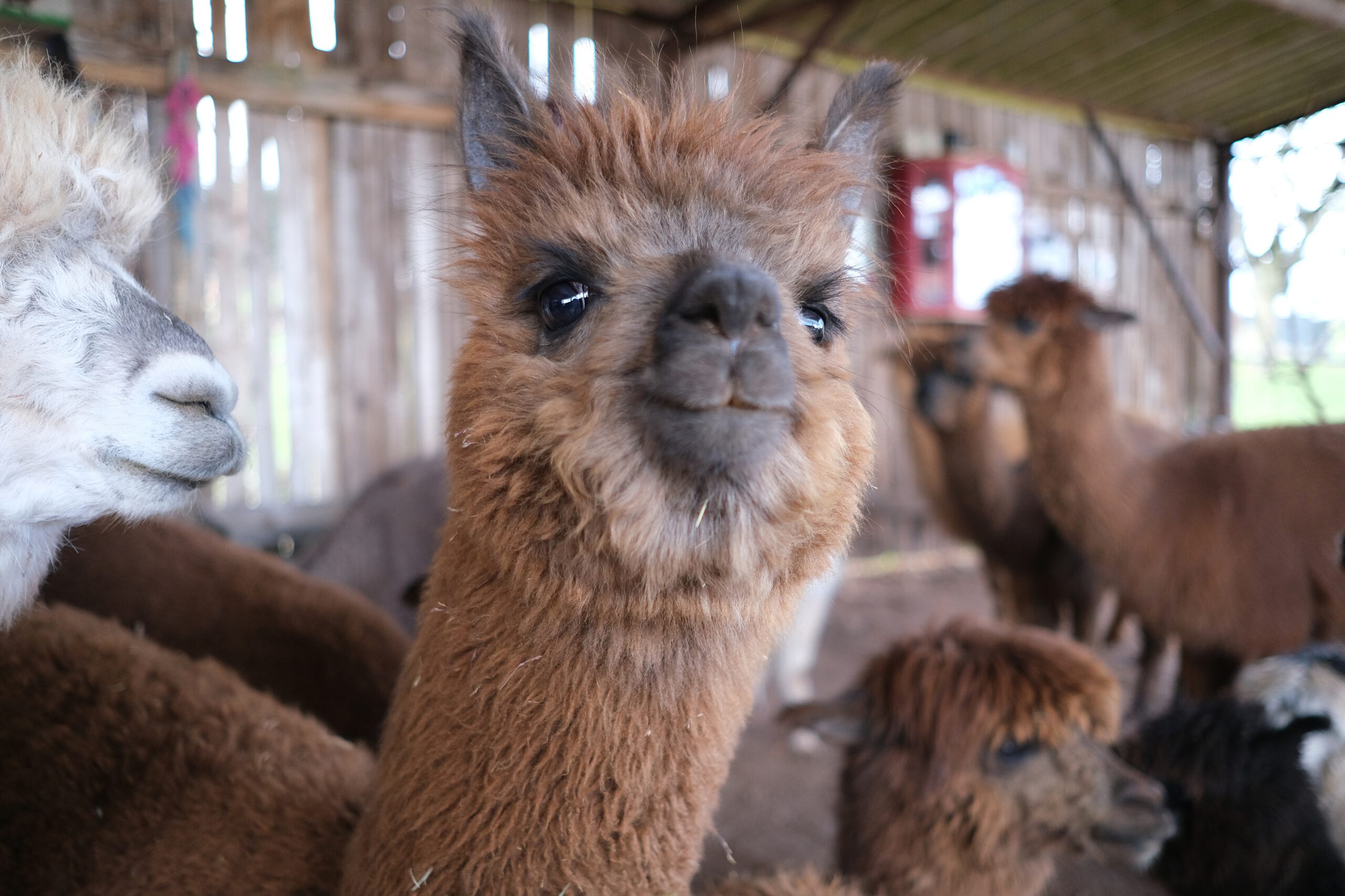 Alpaka-WinterPunsch-Wanderung 07.03.2026 10:30