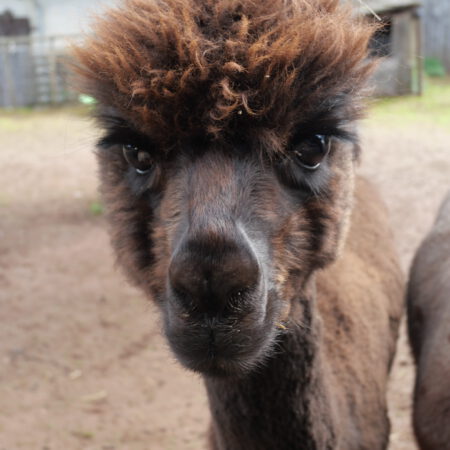 Alpaka-Wanderung  18.07.2026 15:30