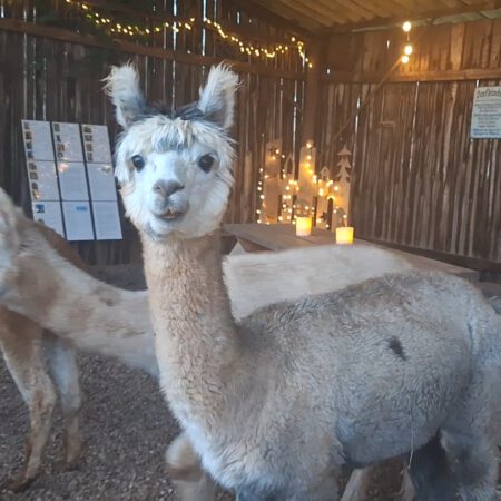 Alpaka-WinterPunsch-Wanderung 01.03.2026 15:00
