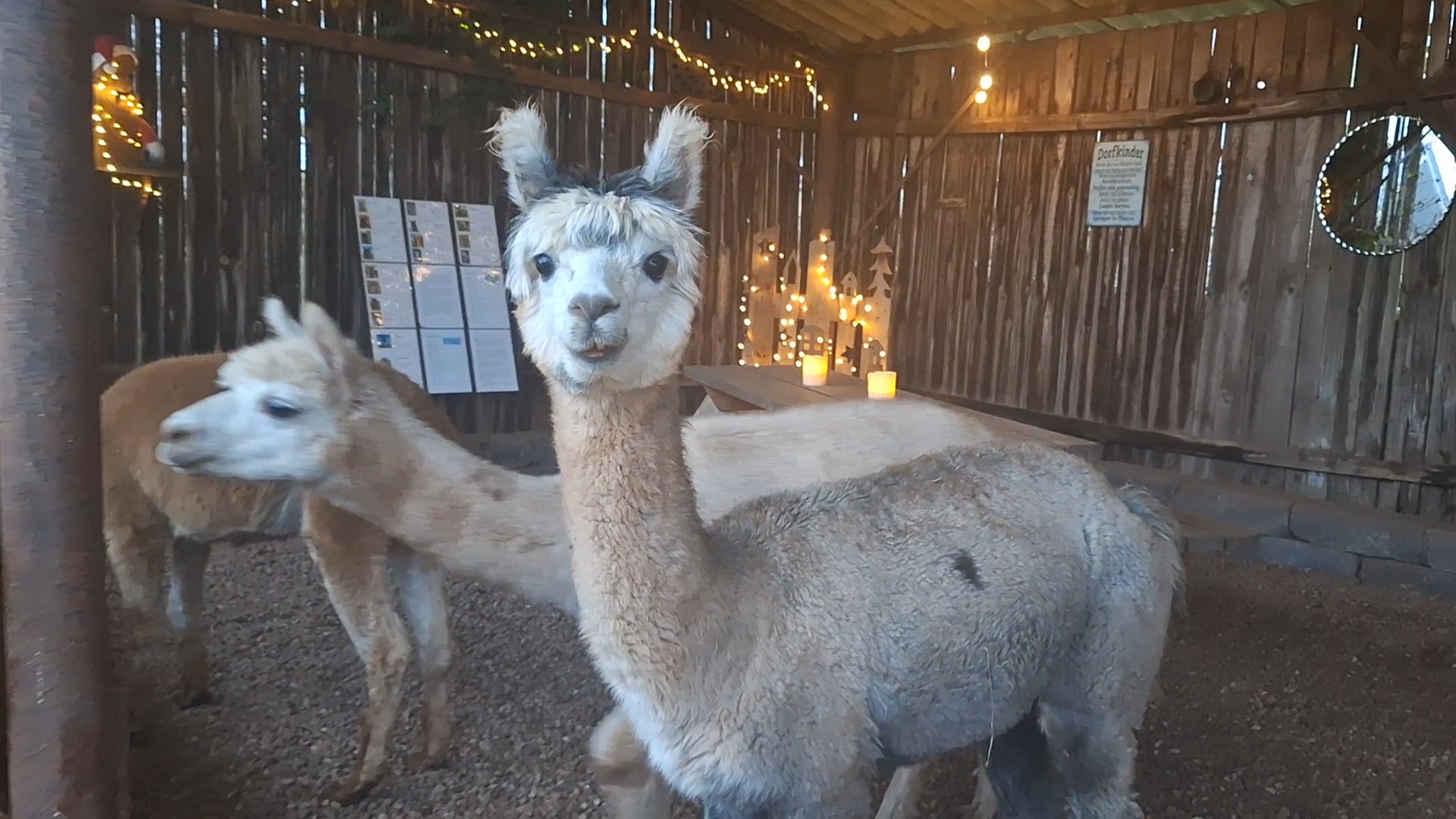 Alpaka-WinterPunsch-Wanderung 01.03.2026 15:00