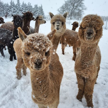 Alpaka-Wanderung  01.02.2026 10:30