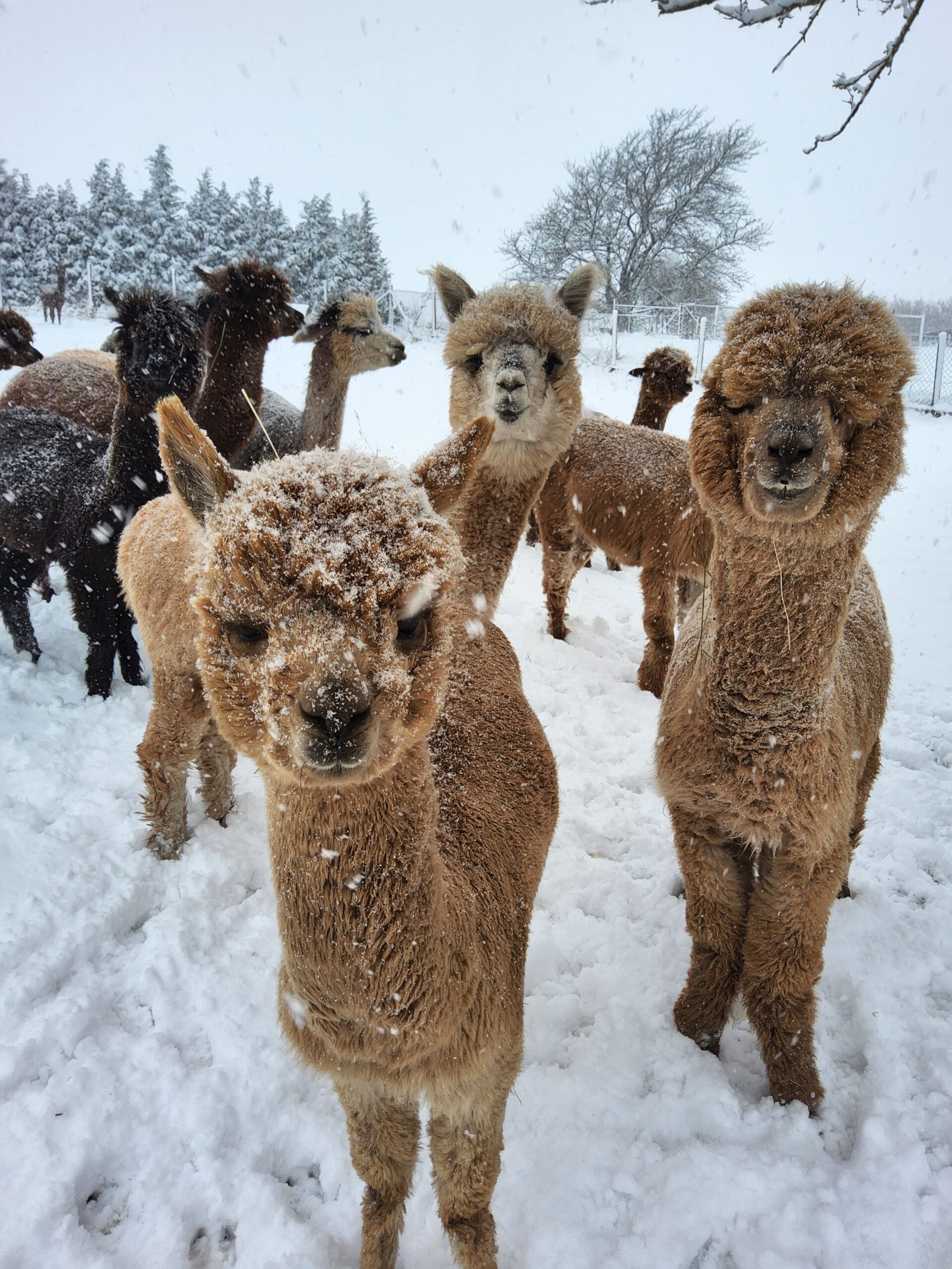 Alpaka-Wanderung 01.02.2026 10:30
