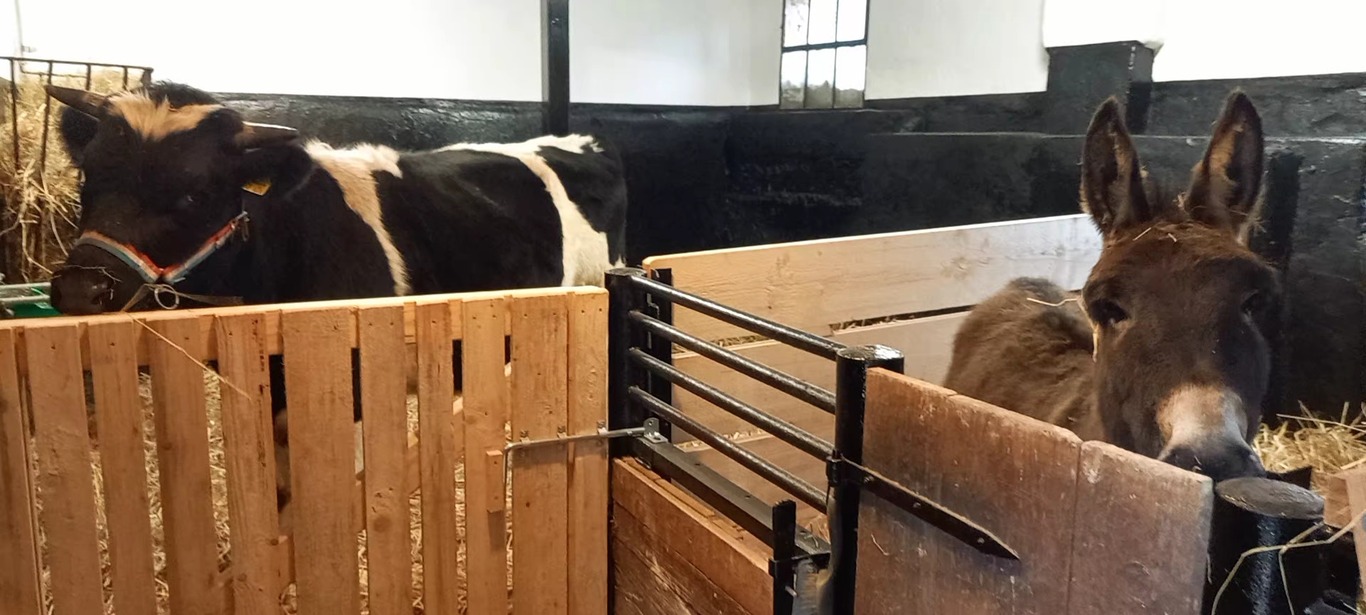 Winterzauber - Stallzeit 21.02.2026 15.00